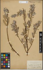 Foto von Salix lapponum L. x Salix viminalis L.